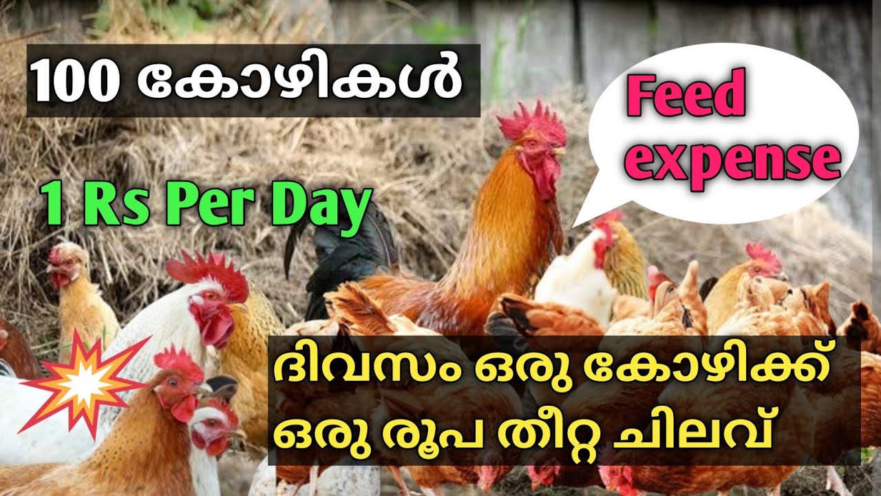 ഒരു കോഴിക്ക് ഒരു രൂപ മാത്രം തീറ്റ ചിലവ്, Kozhi Valarthal malayalam #farming #poultry #pets #birds