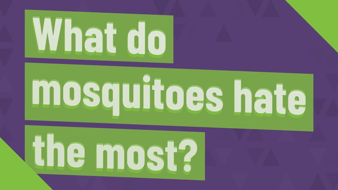 What do mosquitoes hate the most? YouTube