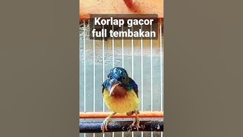 KOLIBRI KELAPA GACOR FULL TEMBAKAN #kolibrikelapa #shorts