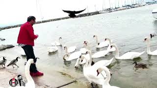 Gönül Gözlerime Düştü Bir Siyah Perde... Resimi