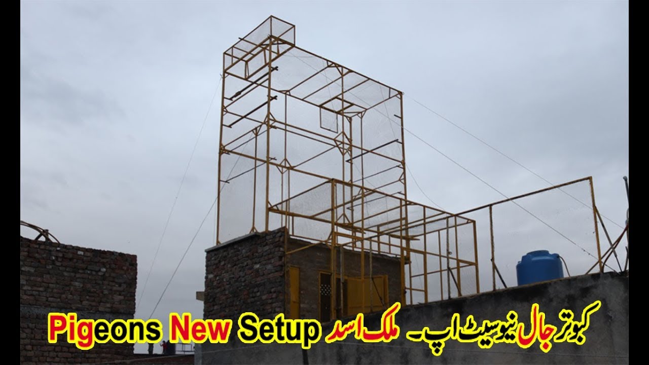 Kabootar Jaal New Setup !! Malik Asad Rawalpindi !! Pigeons Cage New