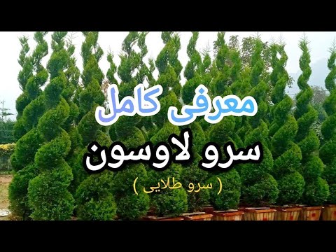 آشنایی با سرو لاوسون   
