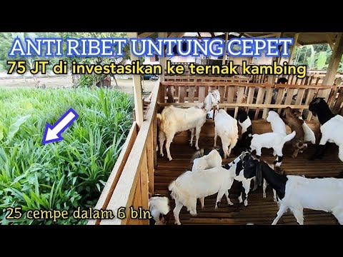75 JT Di Investasikan Ke Ternak Kambing, Hasil 25 Cempe Dalam 6 Bln