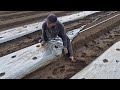 EFFORTLESS FARMING: SMART FARMERS SPEED UP MULCHING USING ONLY HANDS!-tools agriculture
