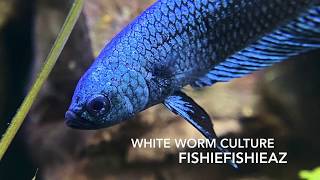 White Worm DIY culture
