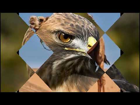 يوم ضاقت وينك يالفرج 