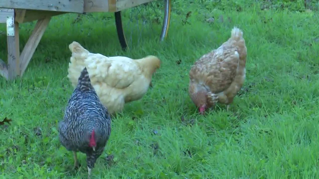 Unused lot sprouts community food forest