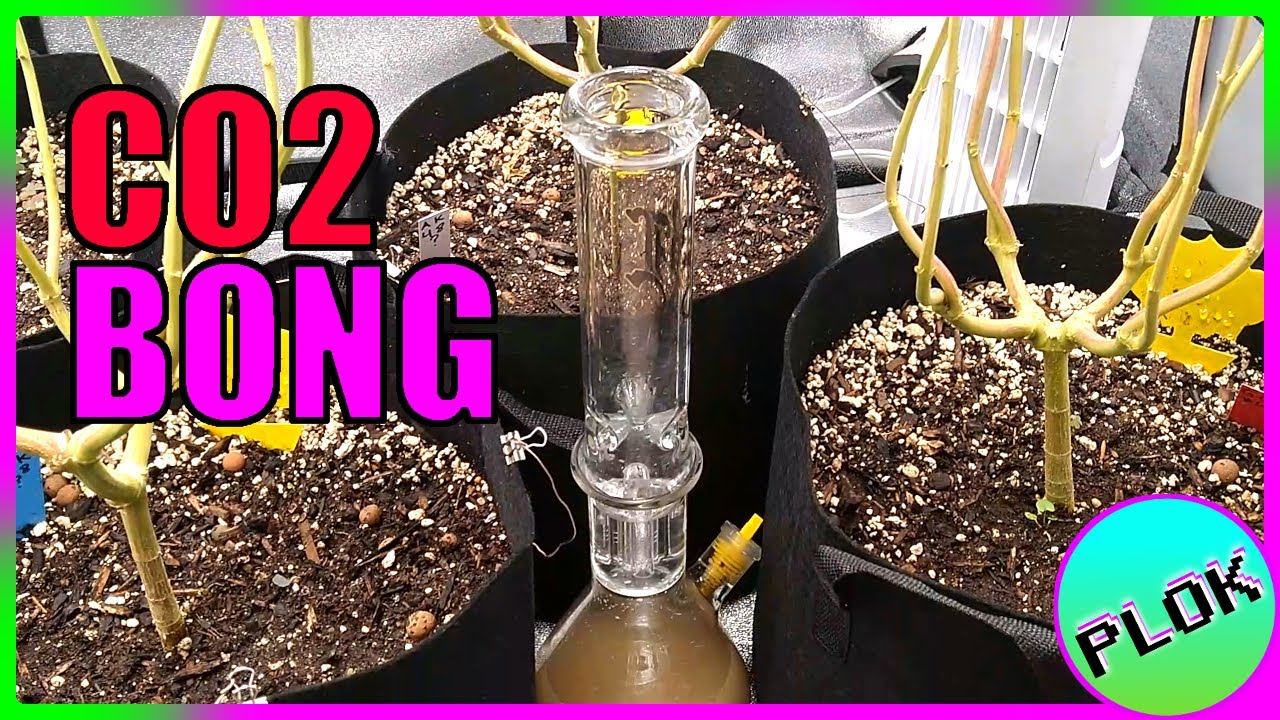 CO2 Bong! Best DIY CO2 Method for Growing Cannabis [YEAST + SUGAR]