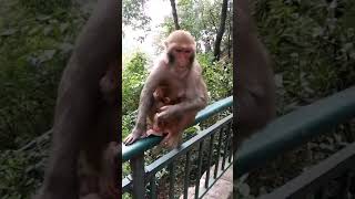 #short asmr audio monkey yelling fruit yeast water  eat x dignity