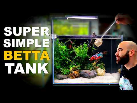 How To Make Your First Betta Fish Tank (easy Step By Step Aquascape Tutorial)