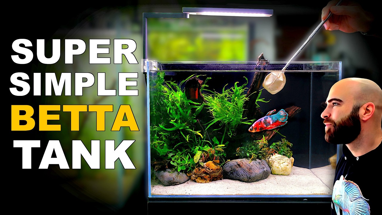 How To Make Your First Betta Fish Tank (EASY STEP BY STEP AQUASCAPE TUTORIAL)