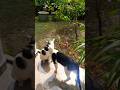 #petsvlog #viralshorts #cat #funny #catvideos #cute #pets