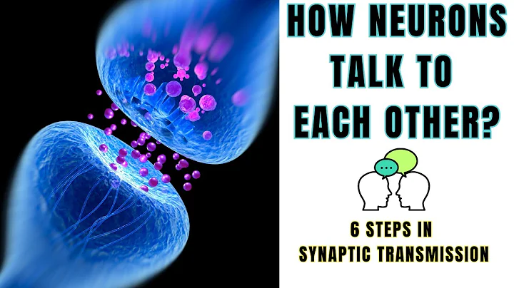 6 Steps in Synaptic Transmission. How neurons communicate? @biologyexams4u