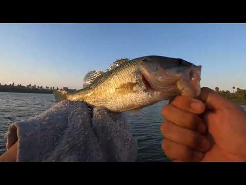 Stopping for a quick BITE after work- Sierra Slammer Swimbait