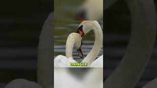 Swans Eggs Flooded Before They Could Hatch