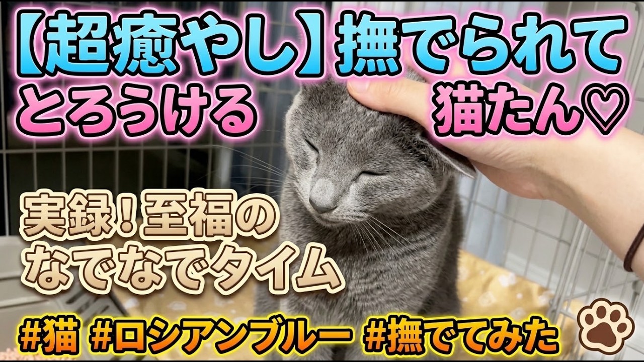 癒し】なでなでねこ！ - YouTube