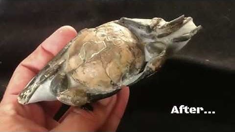 12 Million year old Crab Fossil