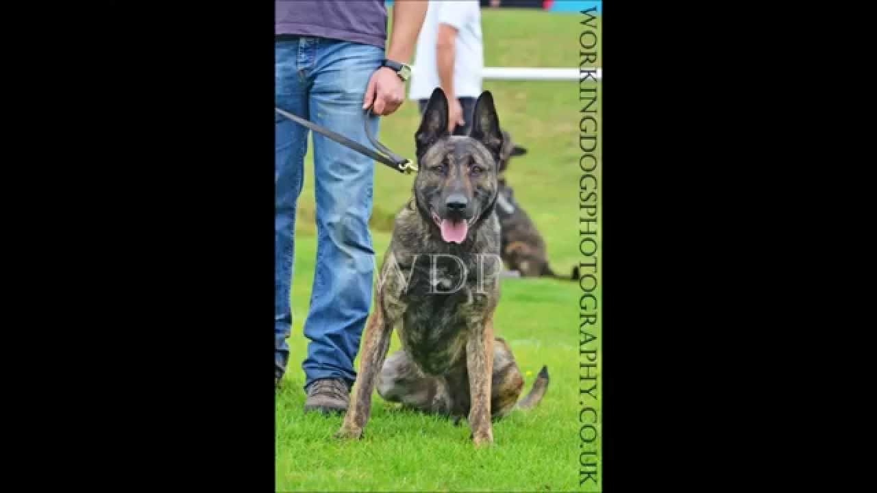 For Sale Rival Cross Dutch Shepherd Almost 2 Years Old Youtube