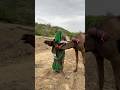 الفتاة معلقة في رقبة الجمل