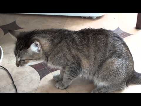 Кошка кашляет