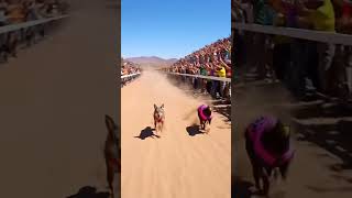 Meep Meep! Coyote vs Roadrunner Gone Wrong #funnyshorts