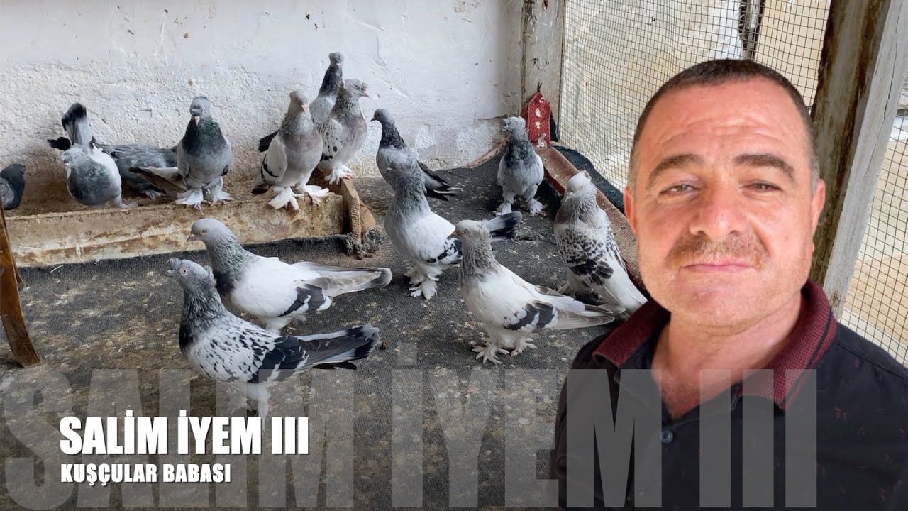 Mardin Güvercinleri Salih İyem III (Kuşçular Babası)