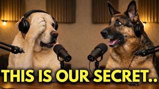 If Your Dog Takes Your Seat, This Is What They’re Really Saying..