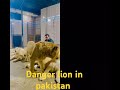 Danger lion in pakistan 😱😱😱😎😎😎#attitudestatus #lion #animals #tiger #zoo #automobile #attitude
