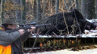 The best wildboar driven hunt in Pisanicka Bilogora  Croatia 2019  Wildschweindrückjagd