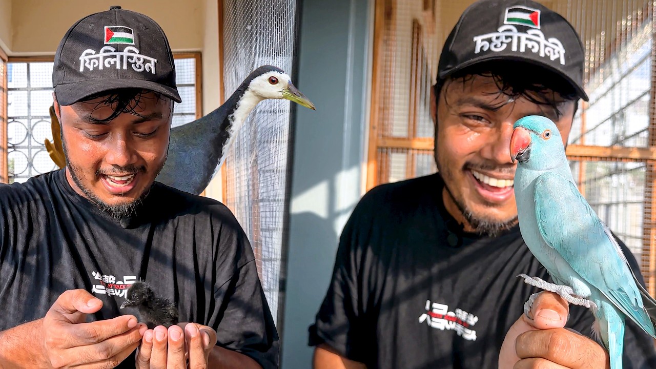 ডাহুক পাখির বাচ্চা উদ্ধার করেছি | Waterhen Rescue