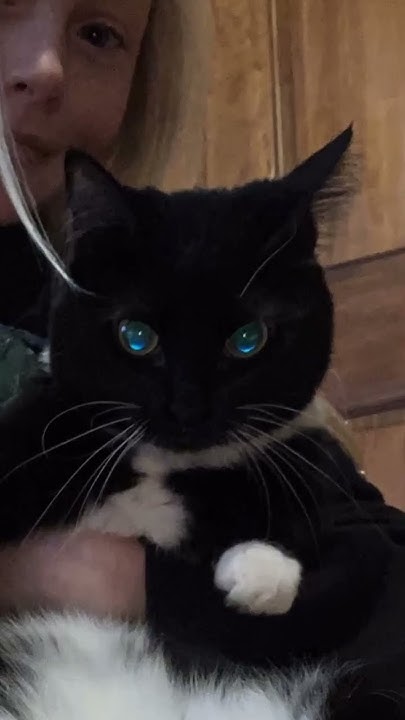 what-happened-to-my-kittens-eyes-youtube