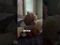 Jack The Cavapoo daily #puppy #pets  advice#petlover #petvideos