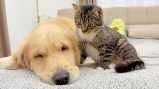 Download Lagu Funny Kitten Won’t Let Golden Retriever Fall Asleep – Cute Reaction MP3