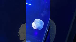 The jelly fish vibing to the official worldcup song. #jellyfish #worldcup2022 #dance