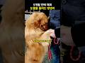 5개월 만에 유기견 센터에서 재회 주인을 보자마자 눈물을 흘리는 댕댕이