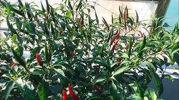 Chia sẻ cách trồng ớt từ khi gieo hạt cho đến khi thu hoạch (hạt lấy từ trái mua ở chợ).