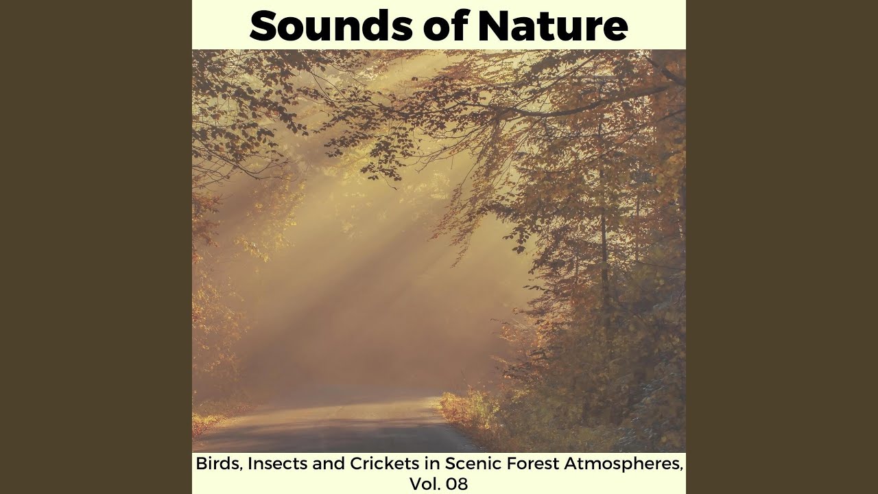 Midday Forest Trip and Insects