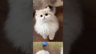 baby kitten videos | Funny cat kitten videos #catvideos #kabeercatlover #prettycat #mycat #catman