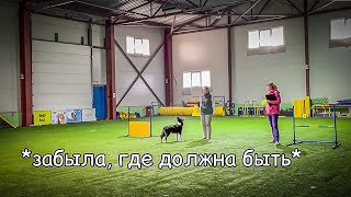 Фейлы на тренировочных соревнованиях по обидиенс, DogsHall, октябрь 2023