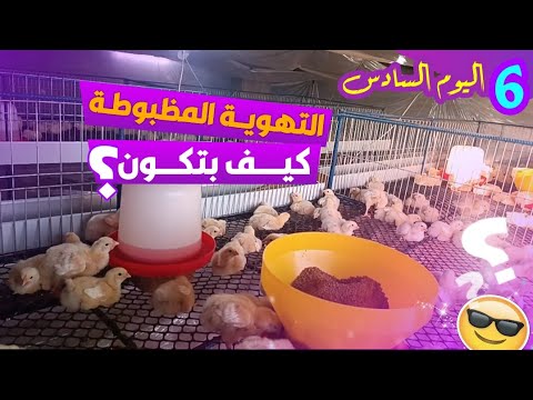 6 اليوم السادس || التهوية هتبطل تفرق معك ، تربية الدجاج اللاحم بلأعشاب 🔥