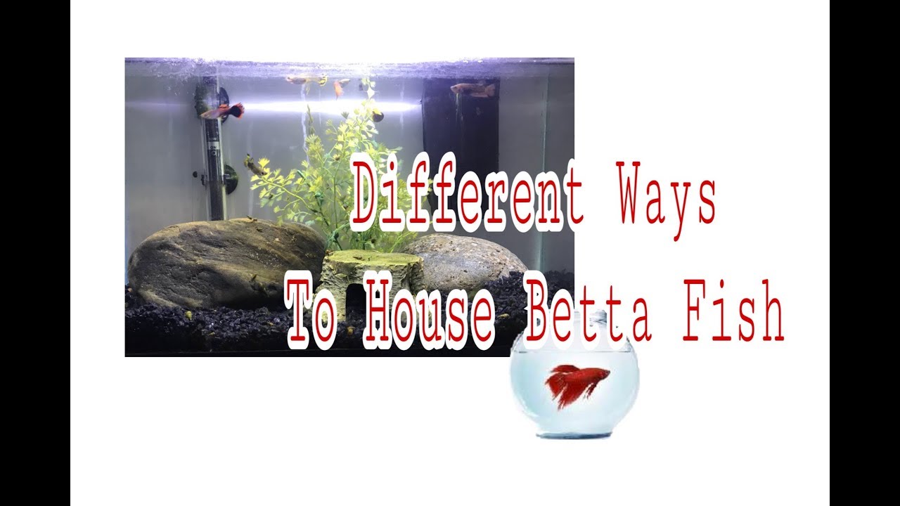 Different Ways To Keep Betta Fish Blazing Bettas YouTube
