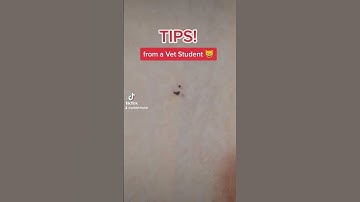 How to tell if your cat has FLEAS if you can