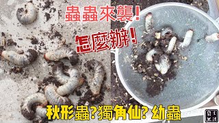 [植物 雞母蟲]種植 雞母蟲\/抑制 鸡母虫\/驅蟲 雞母蟲\/驱虫 鸡母虫\/鸡母虫 抑制\/EM菌 bokashi堆肥土\/Effective Microorganisms\/公寓 種植\/\\