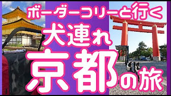 京都 ペット連れ 観光 Youtube