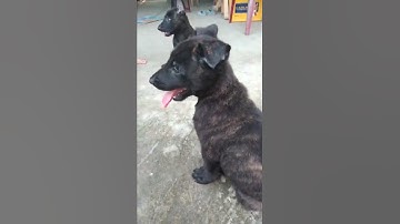 Chó becgie con 2 tháng tuổi rã đàn. Nhờ các ace chăm hộ 098 4342 945 tiền giang gò Công