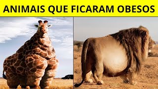 OS ANIMAIS MAIS GORDOS E OBESOS DO MUNDO