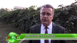 Ordu Kivisine Tescil Müjdesi