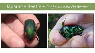 Pest Detection In Service Training