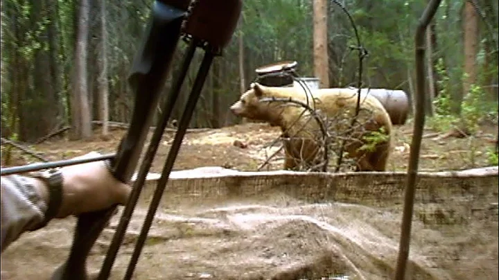 Huge blonde bear shot from ground level