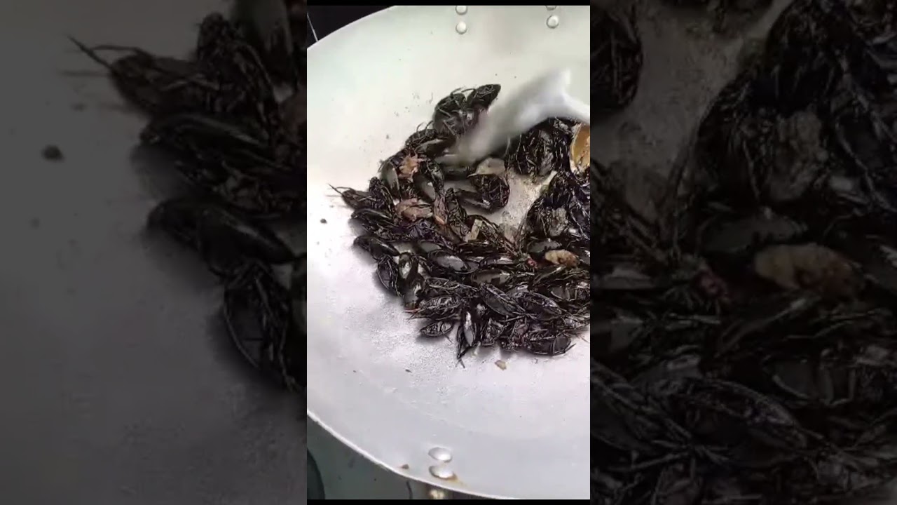 Cooking water beetle 